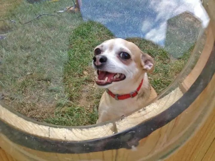 Fence Window for Pets - Smart Shopper